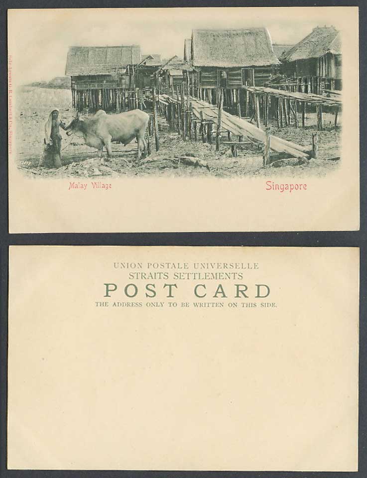Singapore Old Embossed Postcard Malay Village, Man Buffalo Cattle, Native Houses