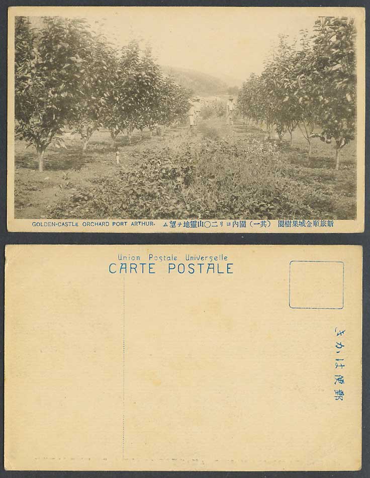 China Old Postcard Golden Castle Orchard, Port Arthur, Fruit Trees 旅順 金城果樹園內 山靈地