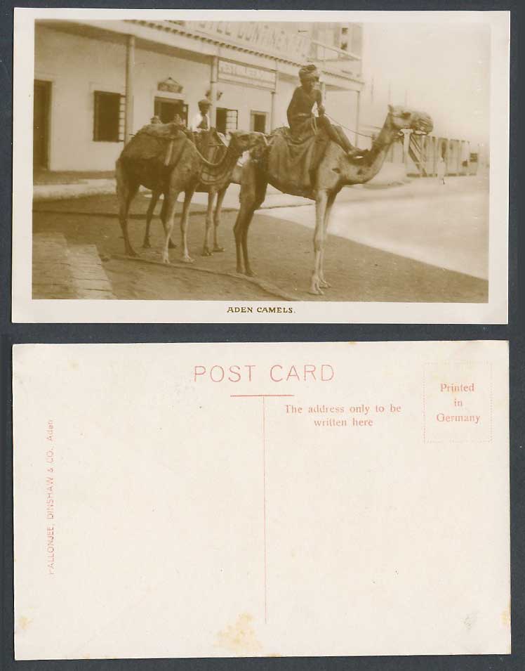 Aden Camels, Camel Riders, Yemen Old Real Photo Postcard Pallonjee Dinshaw & Co.