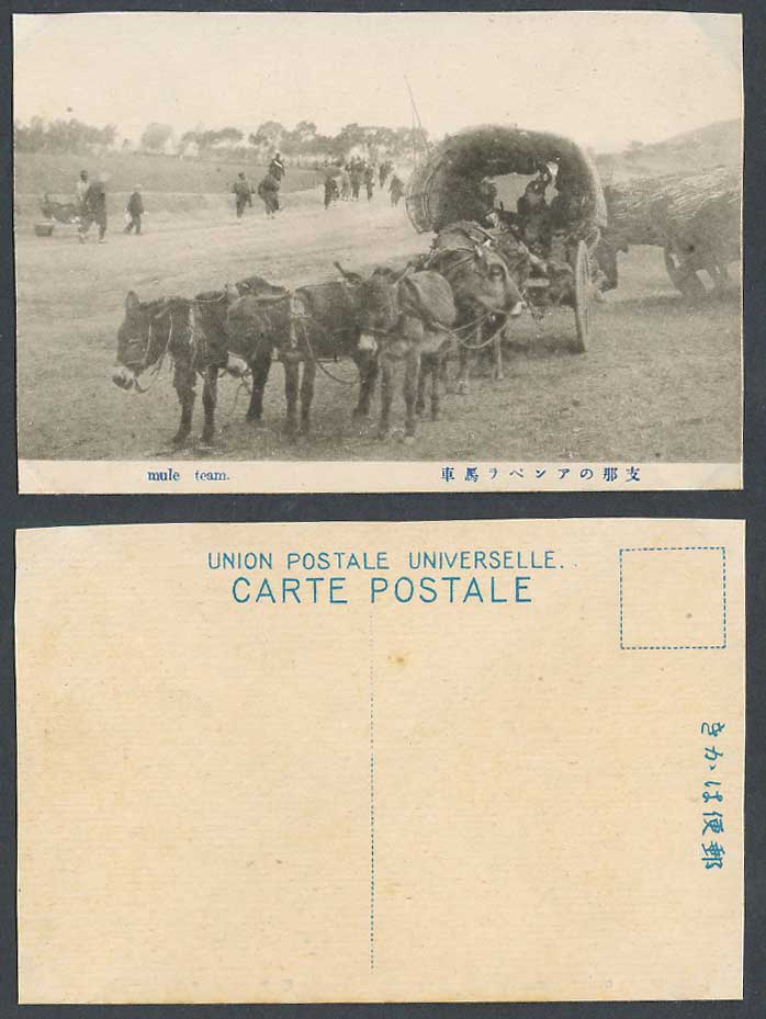 China Old Postcard Chinese Mule Team, Native Mules Cart Street Scene Cattle 支那馬車