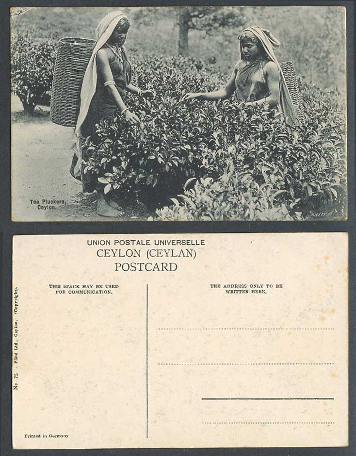 Ceylon Old Postcard Tea Bush, Native Women Girls Pluckers at Work, Plucking Teas