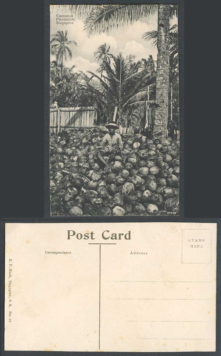 Singapore Old Postcard Cocoanut Plantation Malay Boy Sit on Cocoanuts Palm Trees