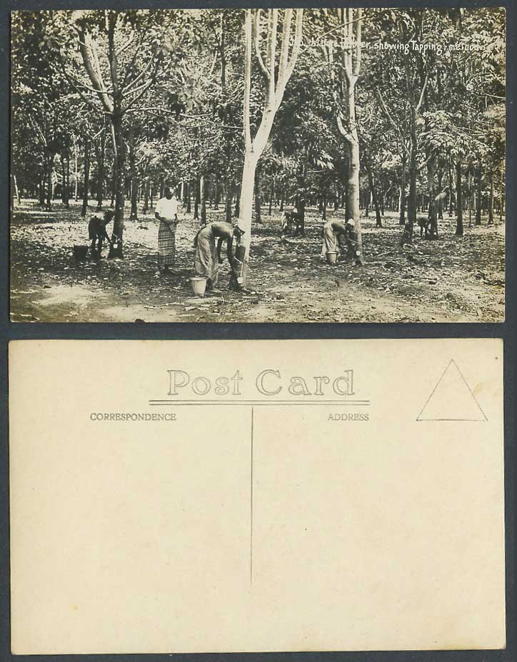 Singapore Old Postcard Mature Rubber Trees English Tapping Method, Malay Tappers