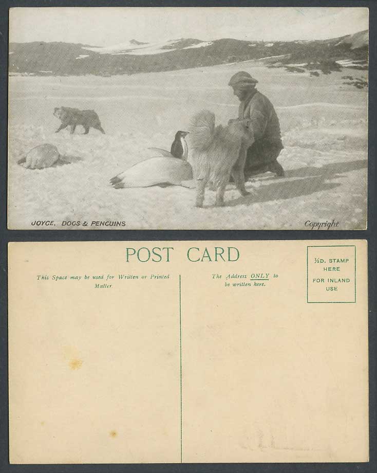 British Antarctic Expedition 1907-09 Old Postcard Ernest Joyce Dog Dogs Penguins