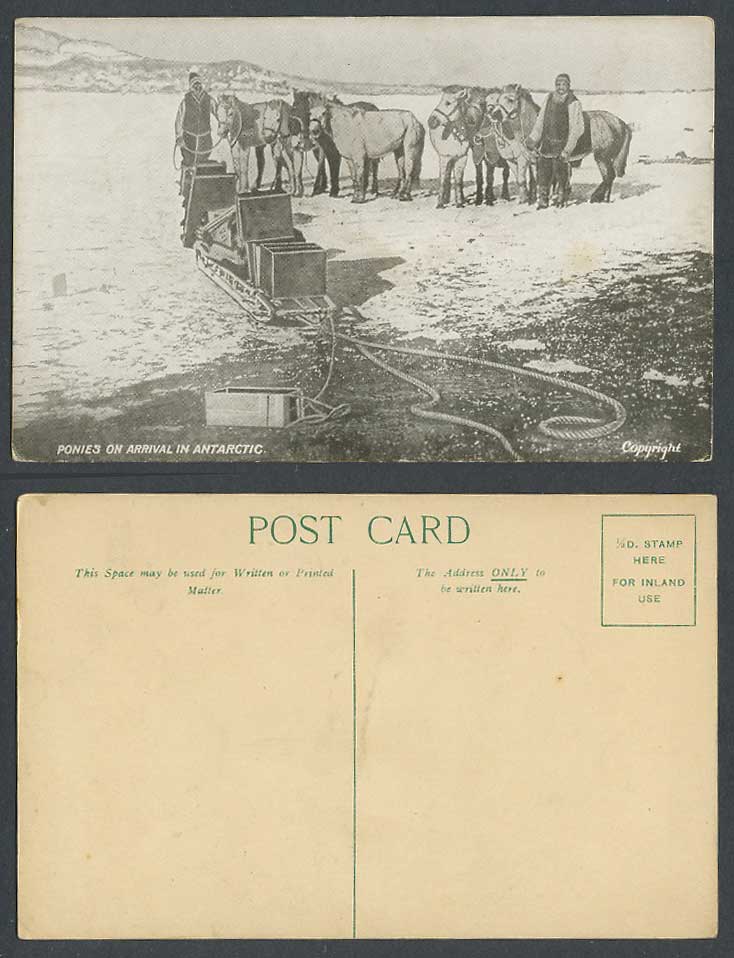 British Antarctic Expedition 1907-09 Old Postcard Horses Ponies on Arrival Sleds