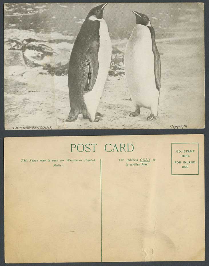 British Antarctic Expedition 1907-09 Old Postcard Emperor Penguins E. Shackleton
