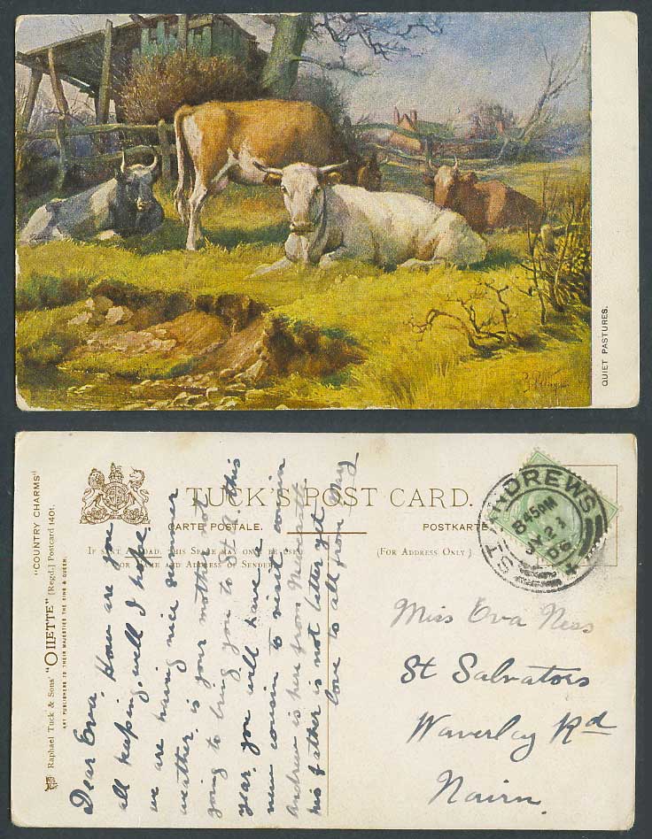 G Pretty Quiet Pastures Cattle Cow 1906 Old Postcard Tuck Oilette Country Charms