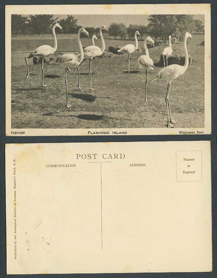 Flamingo Island, Flamingoes Bird Birds, Zoo Animals, Whipsnade Park Old Postcard