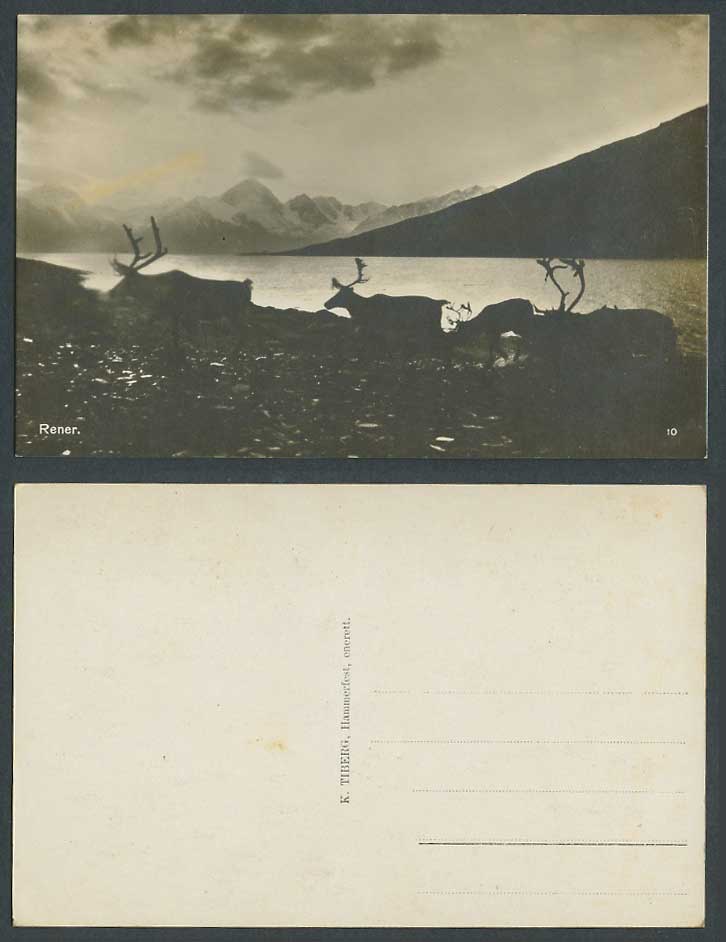 Norway Finnmark Old Real Photo Postcard Rener Reindeer Animals Mountains Glacier