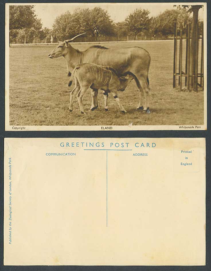 Eland Elands Zoo Animals Whipsnade Park near Dunstable Bedfordshire Old Postcard