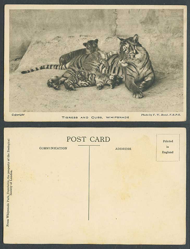 Tigress and Cubs Tiger Tigers Whipsnade Zoo Animals Photo F.W. Bond Old Postcard