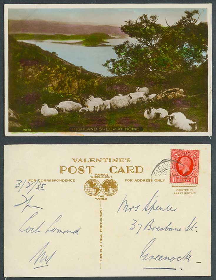 Highland SHEEP at Home, Animals Resting Hills Lake or River 1935 Old RP Postcard