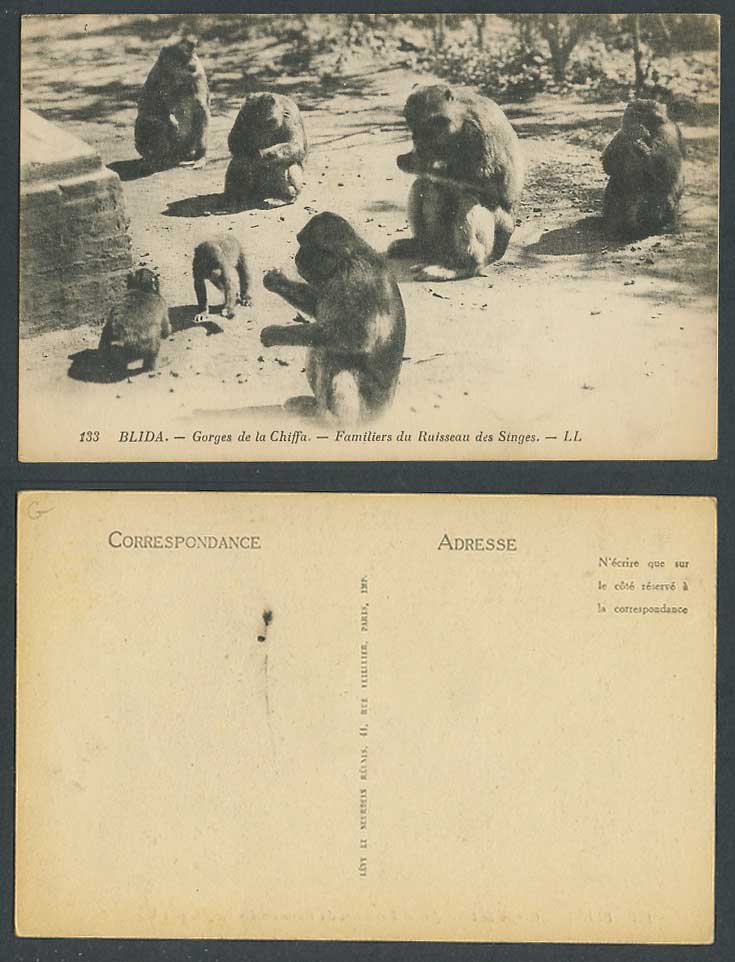 Algeria Old Postcard Monkeys, Gorges de la Chiffa, Hotel du Ruisseau des Singes