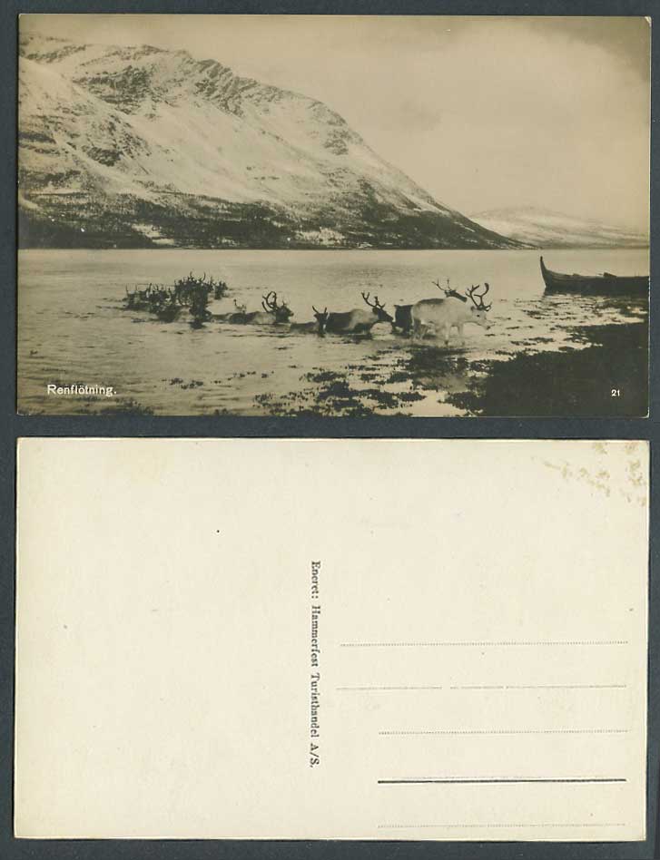 Norway Old Real Photo Postcard Reindeer Animals Crossing River Lake Renfloetning