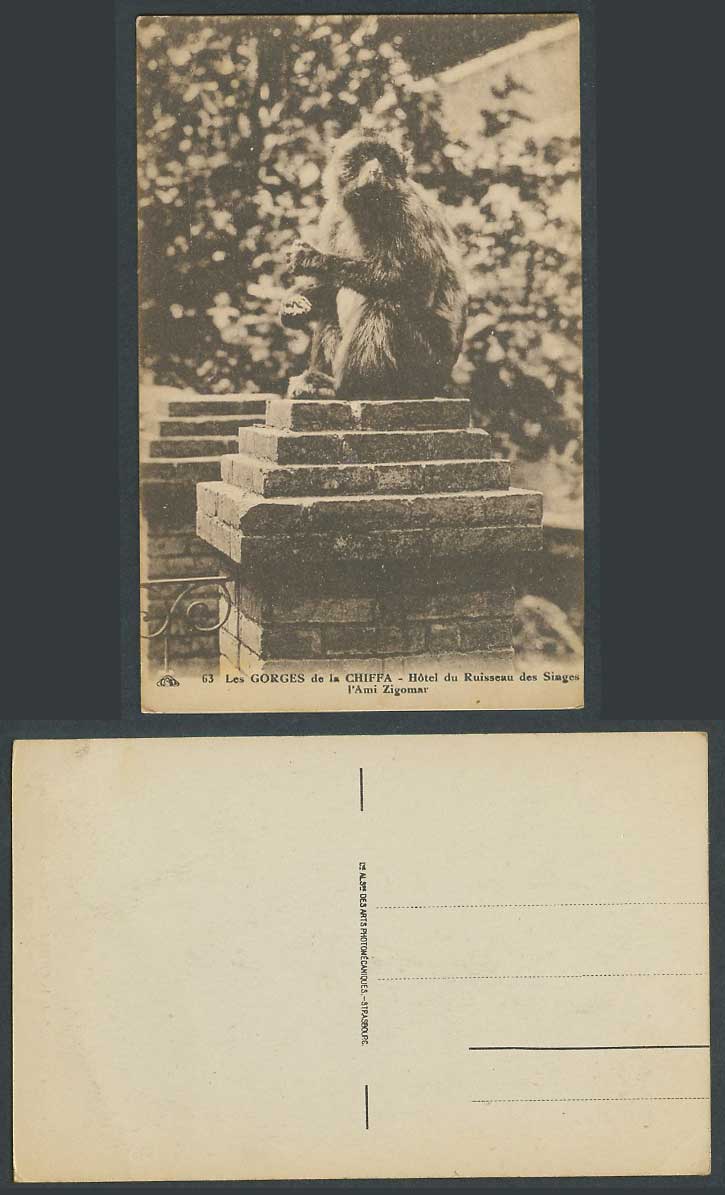 Algeria Old Postcard Monkey Gorges de la Chiffa, Hotel du Ruisseau des Singes 63