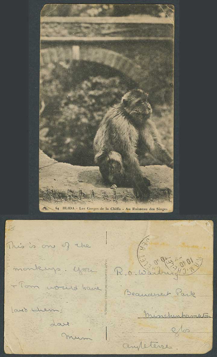Algeria Blida Old Postcard Monkey Gorges de la Chiffa Ruisseau des Singes Bridge