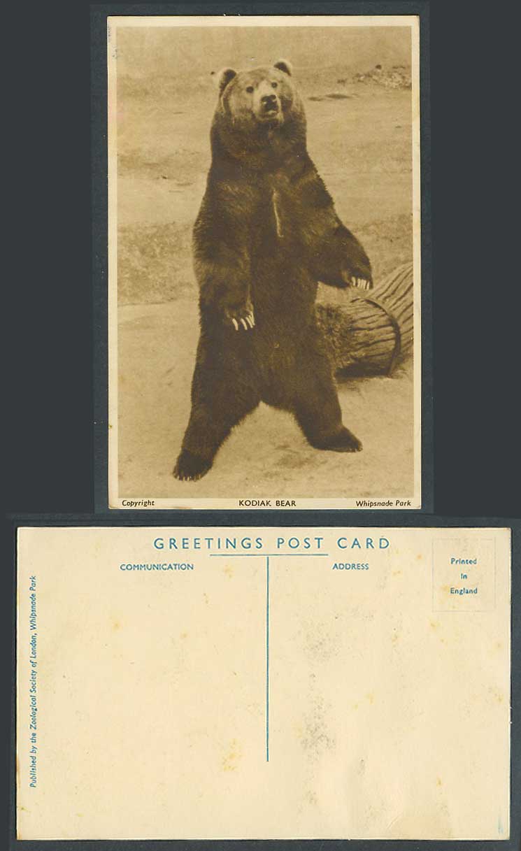 Kodiak Bear, Alaska Alaskan Brown Bear, Zoo Animal, Whipsnade Park Old Postcard