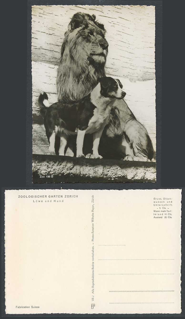 Lion and Dog Puppy Zoo Zoologischer Garten Zurich Switzerland Old Photo Postcard