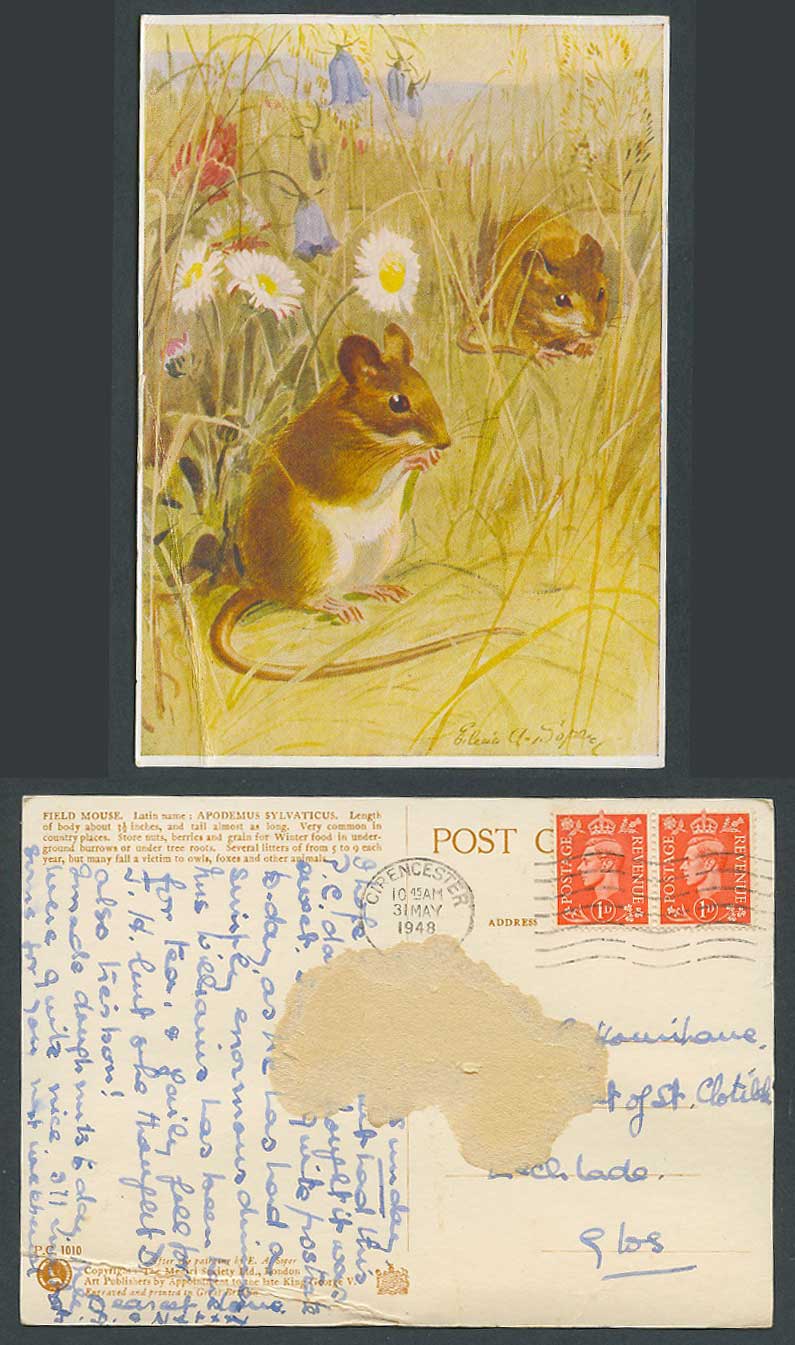 Eileen A. Soper 1948 Old Postcard Field Mouse Mice, Flowers, Apodemus Sylvaticus