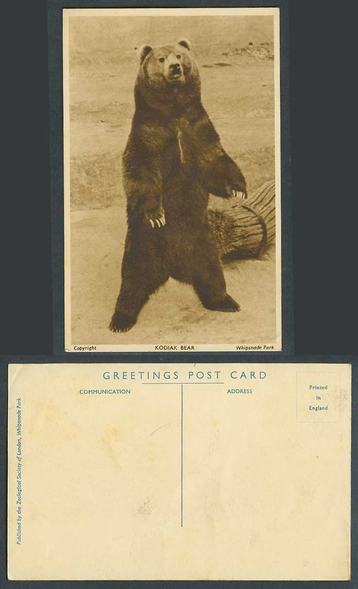 Kodiak Bear Alaskan Brown Bear Zoo Animal Zoological Whipsnade Park Old Postcard