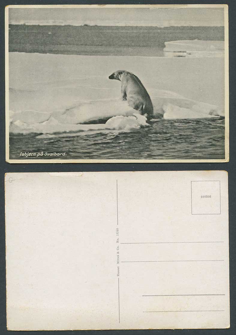 Norway, Isbjørn på Svalbard, Polar Bear on Ice, Arctic Ocean Old Larger Postcard