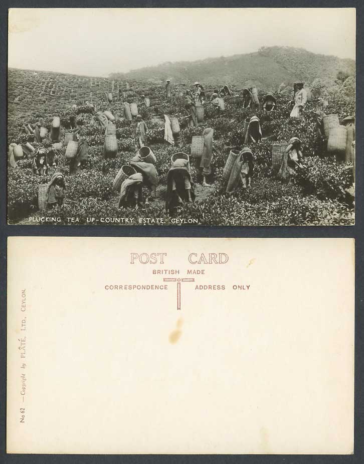 Ceylon 1956 Old R. Photo Postcard Native Pluckers Plucking Tea Up-Country Estate