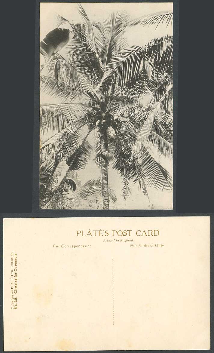 Ceylon Old Postcard Native Climber Climbing for Cocoanuts Cocoanuts, Palm Trees