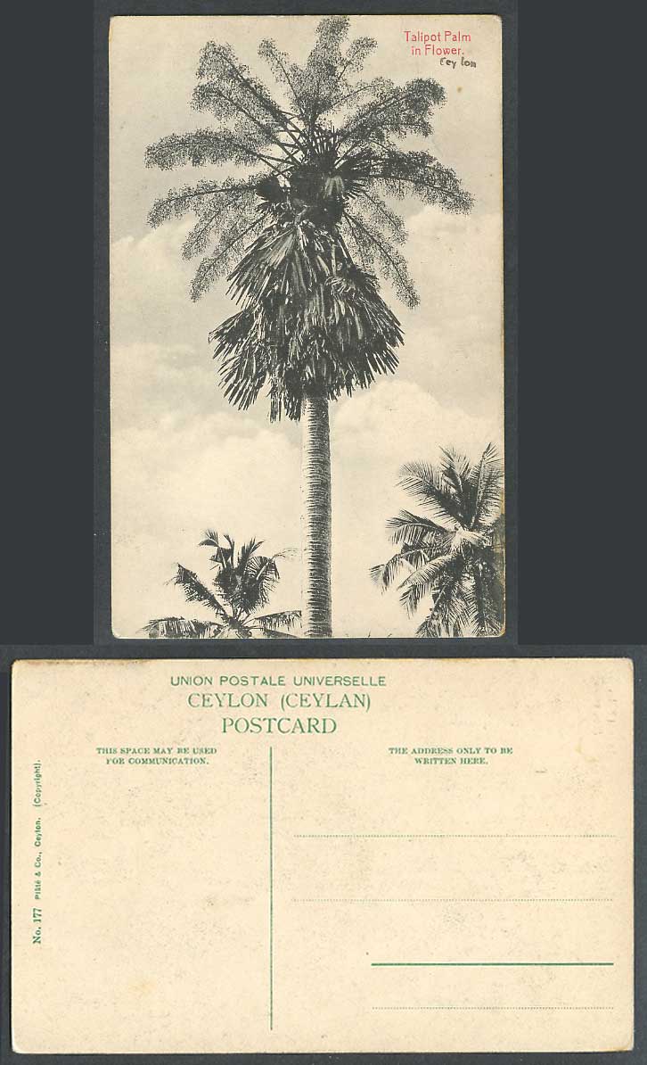 Ceylon Old Postcard Talipot Palm in Flower Blooming Palm Tree Blossoms Plate 177