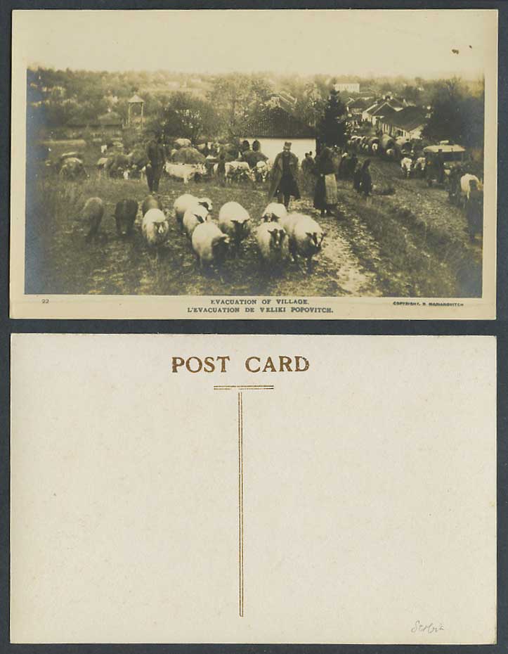 Serbia Yugoslavia Old Real Photo Postcard Evacuation of Village Sheep Cattle Pig