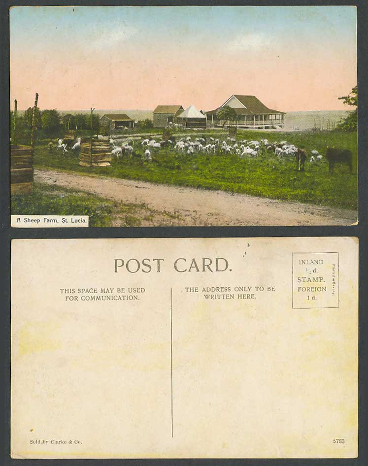 Saint St. Lucia Old Colour Postcard A Sheep Farm Cattle Cow Animals Clarke & Co.