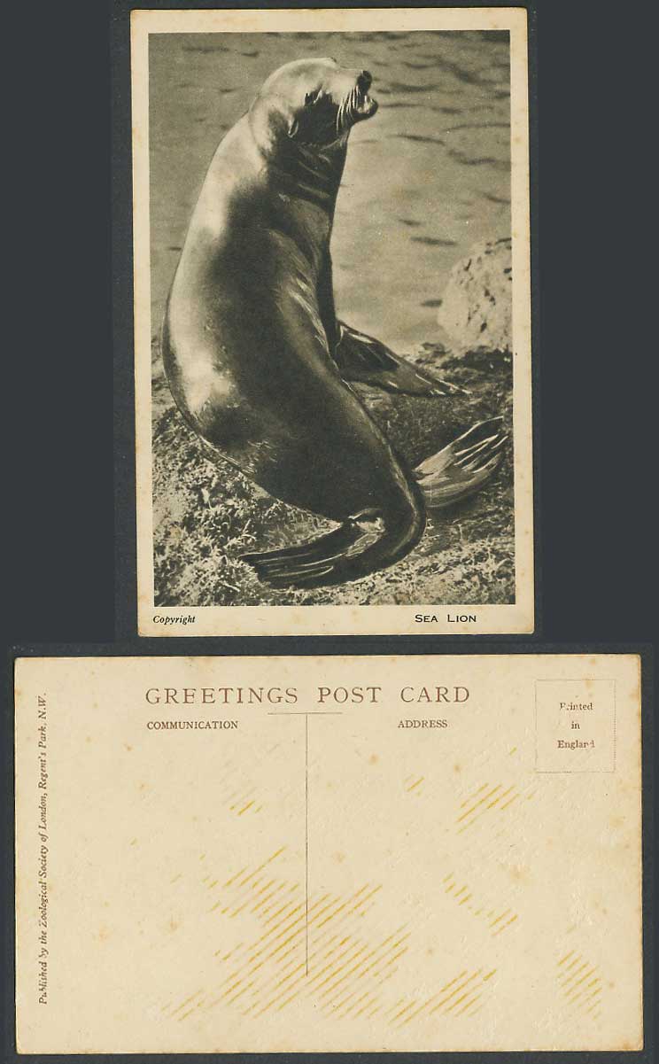SEA LION Zoo Animal Zoological Gardens Zoological Society of London Old Postcard