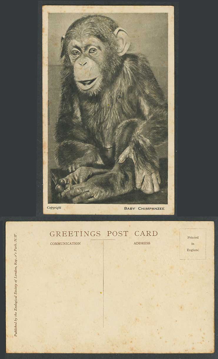 Chimpanzee Baby Monkey London Zoo Animal Zoological Society of Ldn. Old Postcard