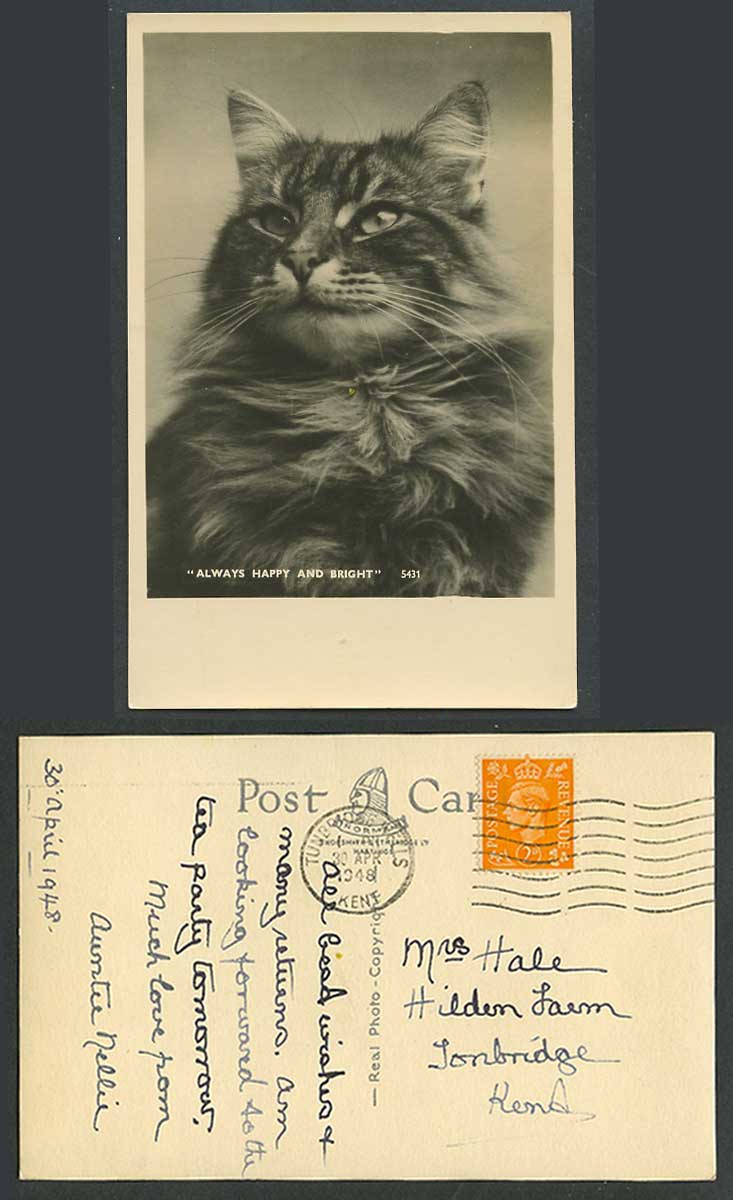 Cat Kitten Always Happy and Bright 1948 Old Real Photo Postcard Norman Shoesmith
