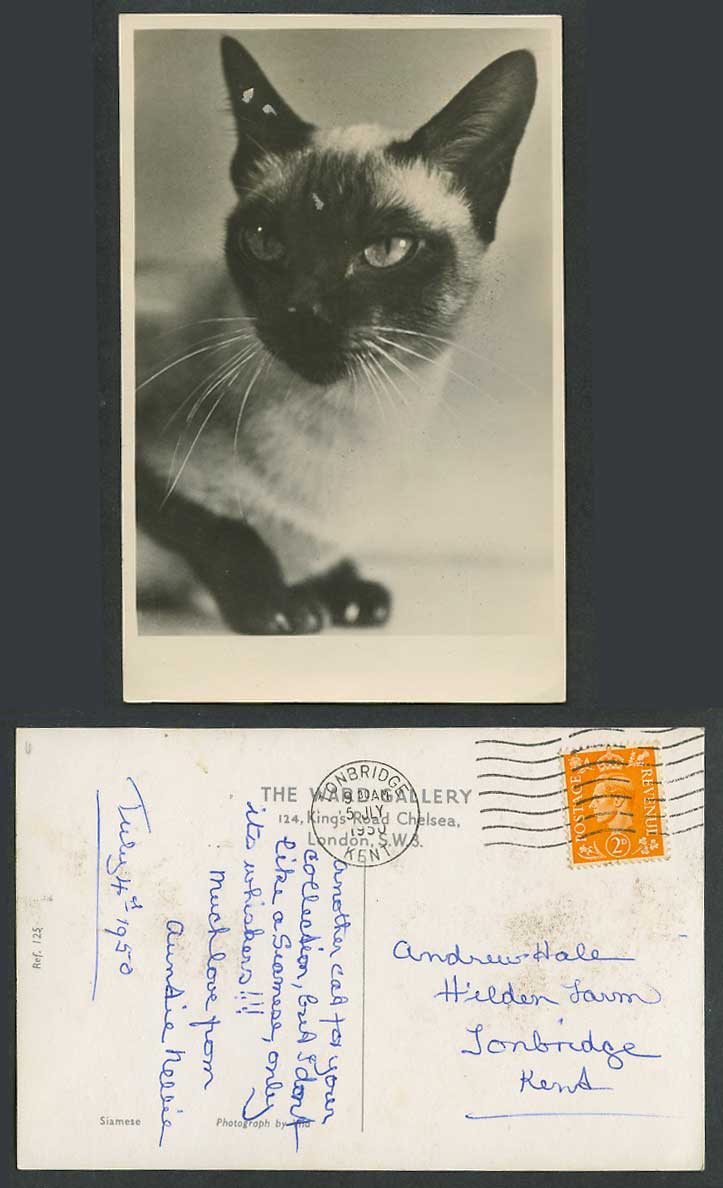 Siamese Cat Kitten, Pet Animal 1950 Old Real Photo Postcard Photograph by Ylla