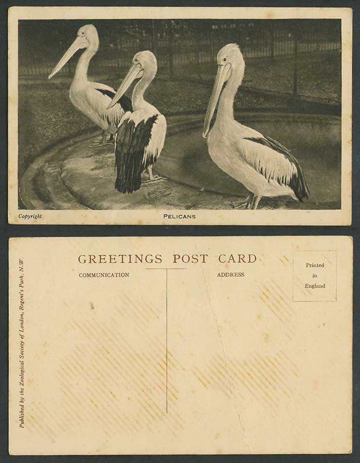 Pelican Pelicans Bird Birds, Zoo Animals, London Zoological Gardens Old Postcard