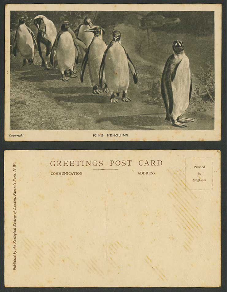 The King Penguins Penguin Zoo Animals, Zoological Society of London Old Postcard