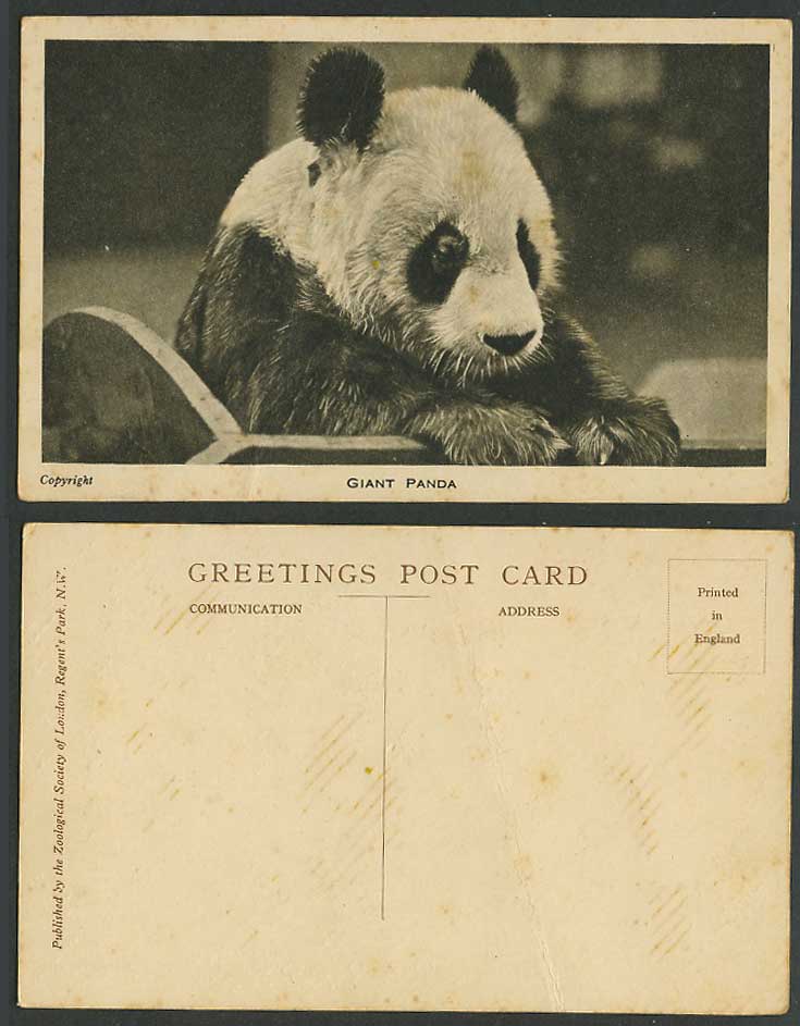 Giant Panda, London Zoo Gardens Old Postcard China Native Chinese Animal Animals