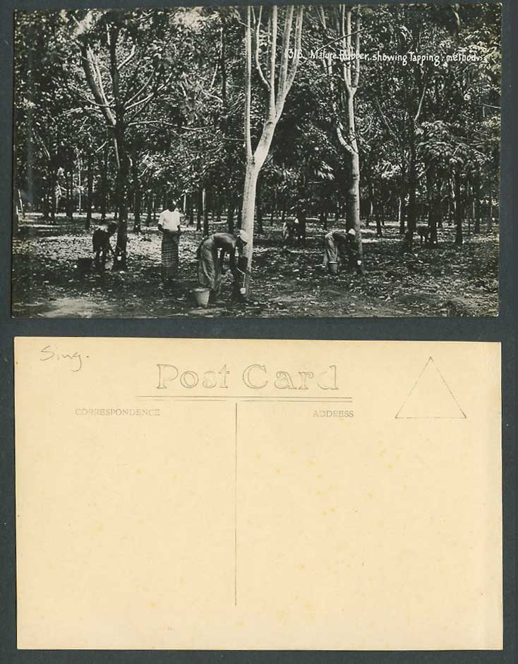 Singapore Old Real Photo Postcard Mature Rubber Tree English Tapping Method 1318