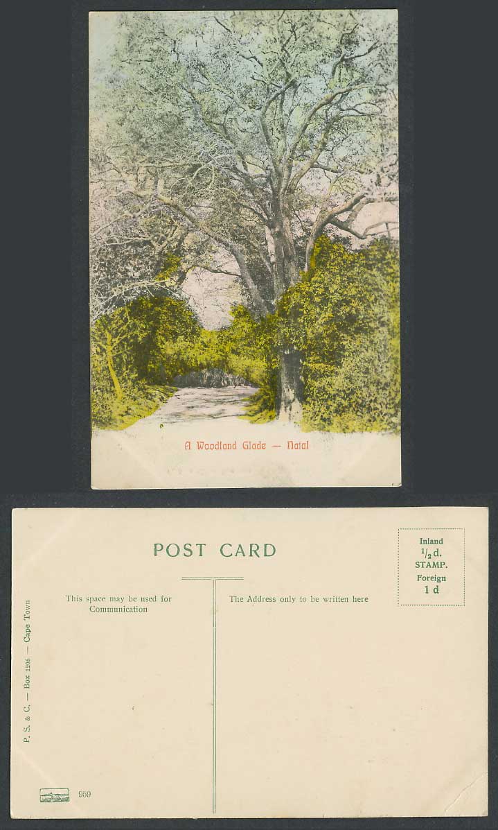 South Africa NATAL Old Colour Postcard A Woodland Glade, Woods Forest Road Trees