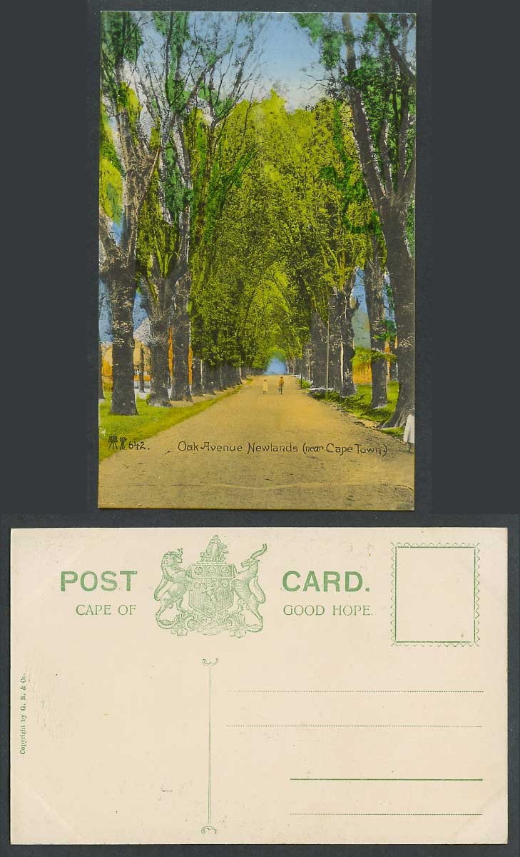 South Africa Old Postcard Oak Avenue Newlands near Cape Town, Street Scene Trees