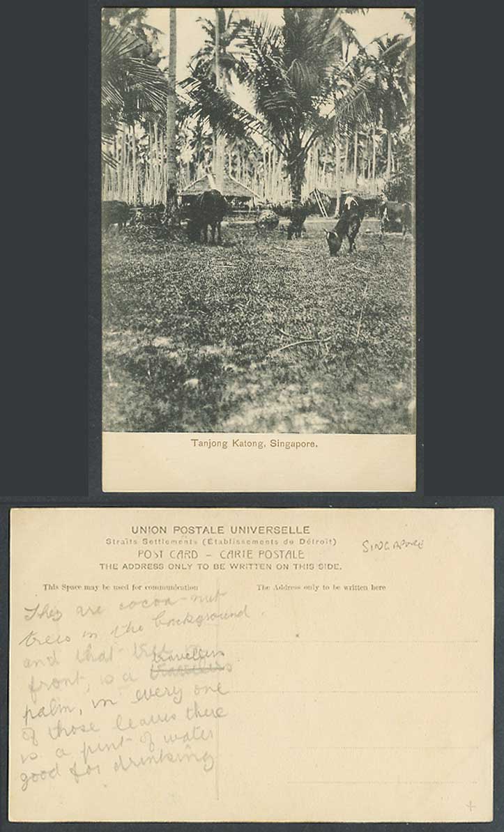 Singapore Old Postcard Tanjong Katong, Cattle Cow Grazing Traveller's Palm Trees
