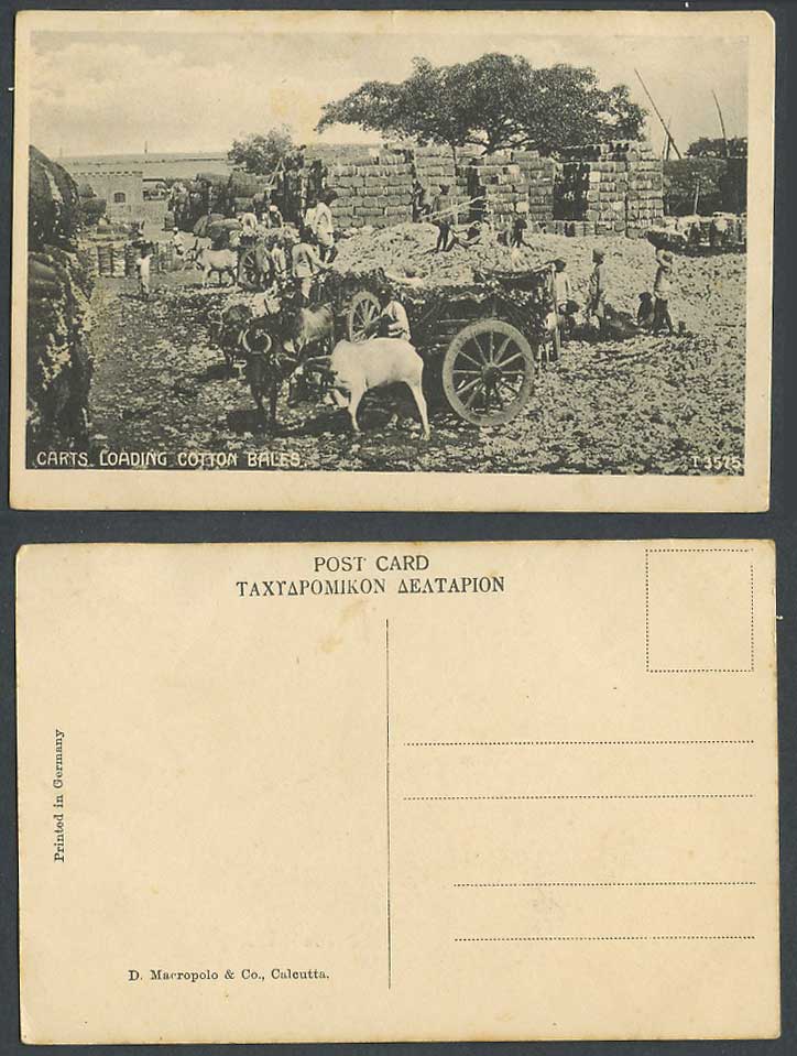 India Old Postcard Bullock Carts Loading Cotton Bales Native Workers Cattle Oxen