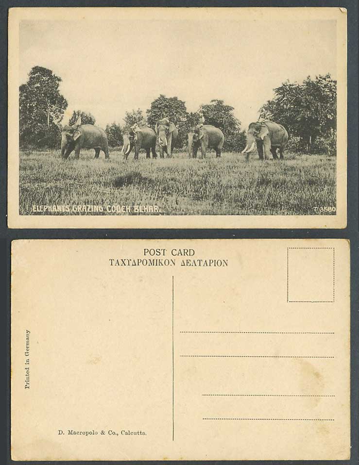 India Old Postcard Elephants Grazing Cooch Behar, West Bengal, Elephant Riders
