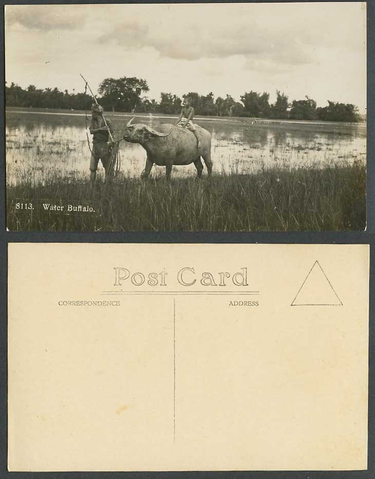 Malaya Malay Boy Riding Water Buffalo Farmer Fields Old Real Photo Postcard 8113