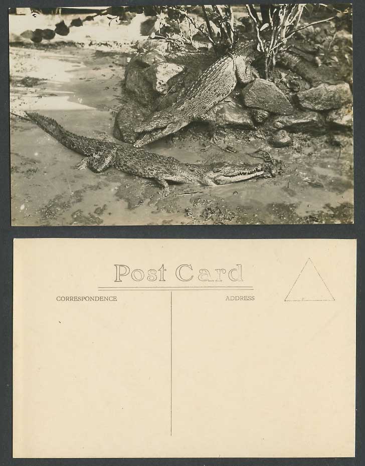 Singapore Malaya Malay, Crocodile Crocodiles Alligators Old Real Photo Postcard