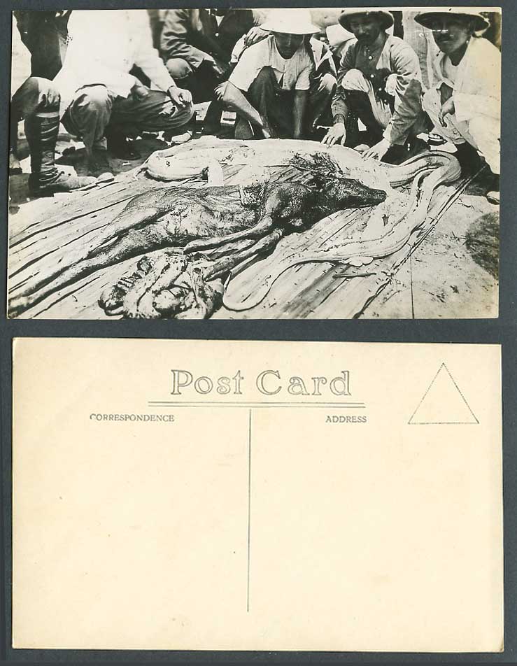 Singapore Old Real Photo Postcard Deer from Stomach of Big Malay Python Snake RP