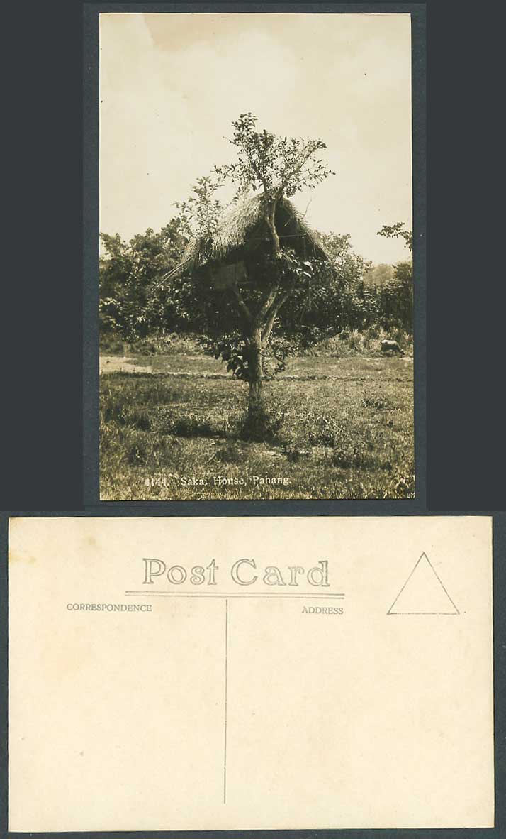 Pahang Old Real Photo Postcard Sakai House Native Sakais' Dwelling Hse Treehouse