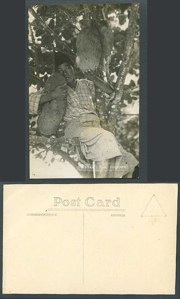 Singapore Old Real Photo Postcard Jackfruit Jack Nangka Tree Malay Boy Young Man