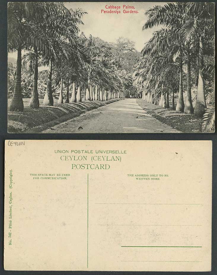 Ceylon Old Postcard Cabbage Palms Peradeniya Gardens Kandy, Botanic Garden Trees