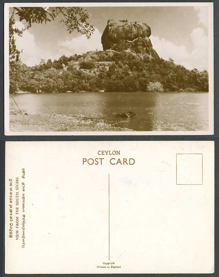 Ceylon Old Photo Postcard View from South Sigiri Sigiriya Rock, a Cattle Bathing